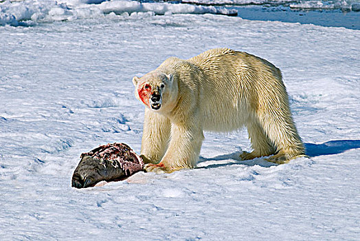 北极熊,幼小,髯海豹,斯瓦尔巴群岛,北极,挪威