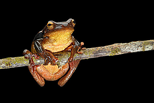 树蛙,亚马逊雨林,国家公园,厄瓜多尔,南美