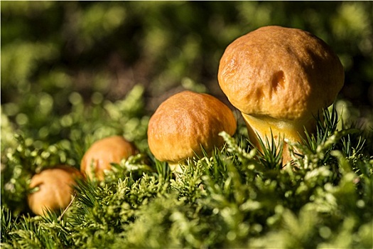 褐蘑菇,树林