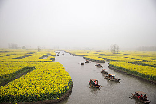 江苏泰州兴化油菜花