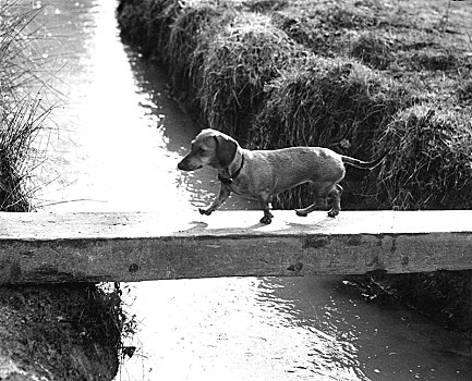 达克斯猎狗,河,60年代,精准,地点,未知,英格兰