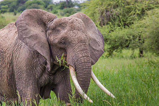 巨大,非洲象,雄性动物,塔兰吉雷国家公园,坦桑尼亚