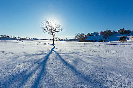 冬季雪地风光