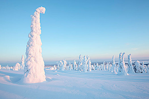 积雪,松树,国家公园,拉普兰,芬兰,欧洲