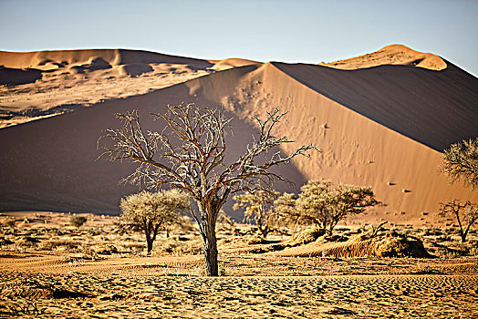 死,树,正面,沙丘,索苏维来地区,纳米布沙漠,纳米比诺克陆夫国家公园,纳米比亚,非洲