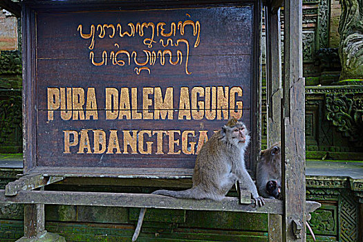 食蟹猴,坐,正面,标识,寺庙,乌布,猴子,树林,巴厘岛,印度尼西亚,亚洲