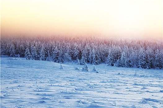 美景,日落,冬天,树林