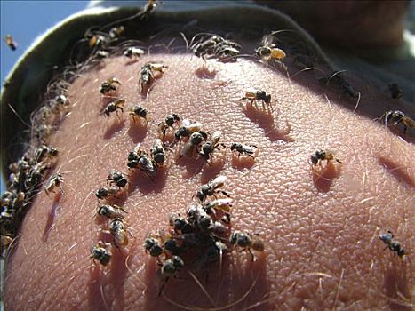 无数,小,蜜蜂,皮肤,收集,矿物质,人,出汗