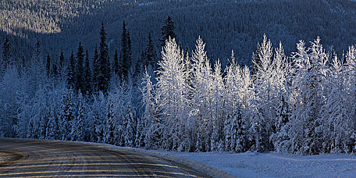 积雪,树,道路,阿拉斯加公路,北方,落基山脉,地区性,市区,不列颠哥伦比亚省,加拿大