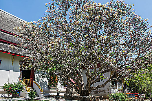 亚洲泰国清迈帕辛寺