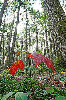 糖枫,糖槭,幼苗,下方,加拿大,铁杉,新斯科舍省