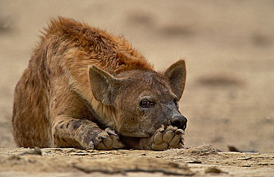 斑鬣狗,休息,卡拉哈迪大羚羊国家公园,卡拉哈里沙漠,南非