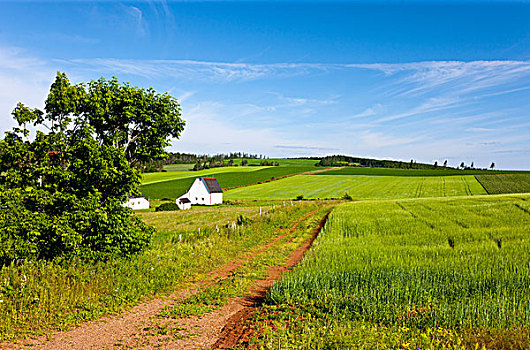 农场,爱德华王子岛,加拿大