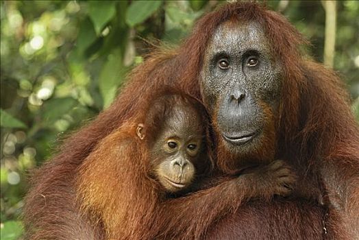 猩猩,黑猩猩,女性,檀中埠廷国立公园,印度尼西亚