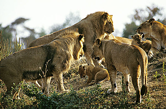 非洲狮,狮子,群,女性,雄性,幼兽,肯尼亚