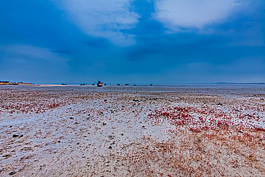 辽宁省盖州市渤海湾红海滩自然景观