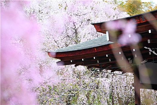 日本寺庙,哭,樱花