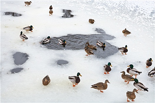 成群,鸭子,靠近,冰,洞,冰冻,湖