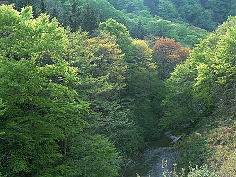 山毛榉,芽