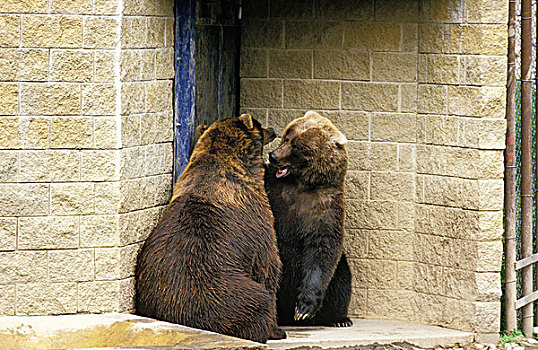 棕熊,动物园