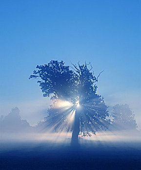 树,剪影,逆光,光线,序列,自然,落叶树,黎明,外观,概念,虚幻,灵性,灵感,彩色,蓝色