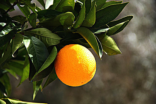 新鲜橙子,越来越多的,在树上