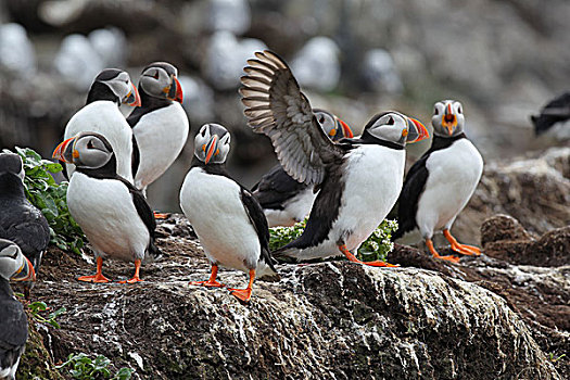 角嘴海雀,鸟岛,挪威,欧洲