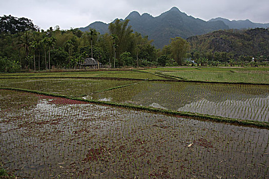 农田,水田,水