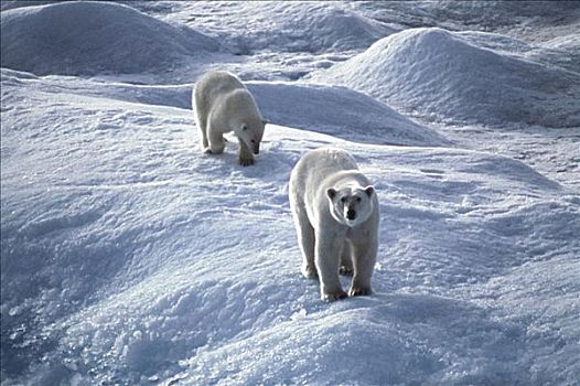 北极熊,幼兽,巴芬湾,加拿大西北地区,加拿大