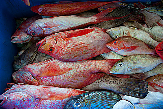 鱼肉,出售,市集,霍尼亚拉,所罗门群岛,太平洋