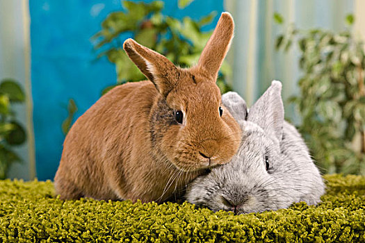 两个,兔子,苔藓