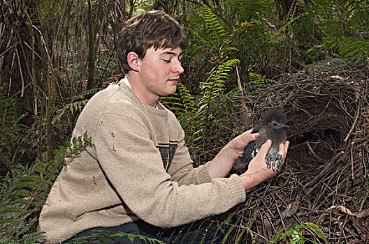 幼禽,拿,研究人员,树林,公园,维多利亚,澳大利亚