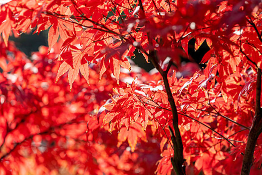 红色叶子的树图片大全图片