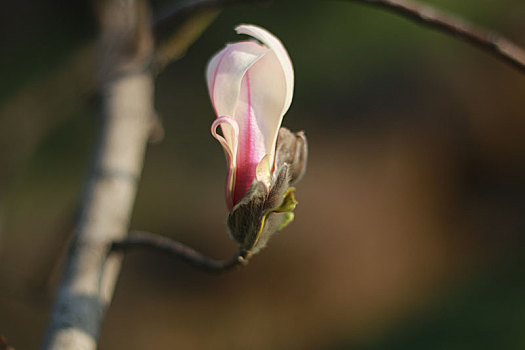 玉兰花