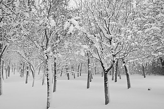 雪景