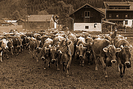 牧群,母牛,巴特辛德朗,巴伐利亚,德国,深褐色