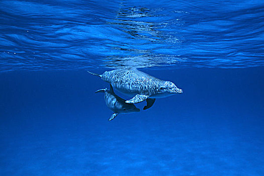 宽吻海豚,巴哈马,加勒比
