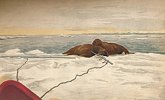 海象,杀死,东海岸,半岛,12世纪,九月,1893年,艺术家