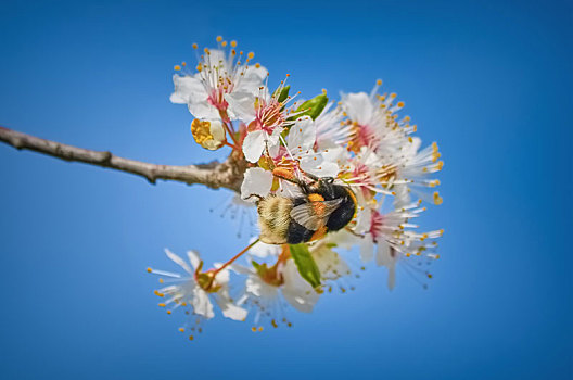 大黄蜂,花粉