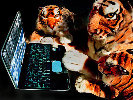 虎与计算机