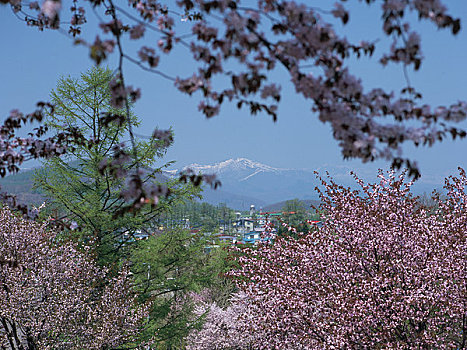 公园,樱花