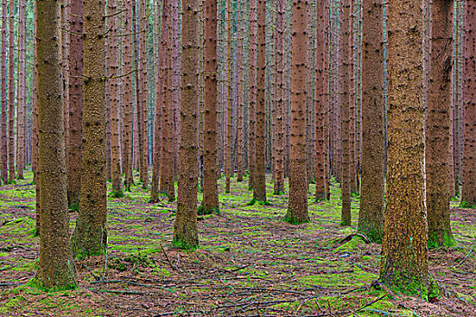 树,云杉,树林,奥登瓦尔德,黑森州,德国