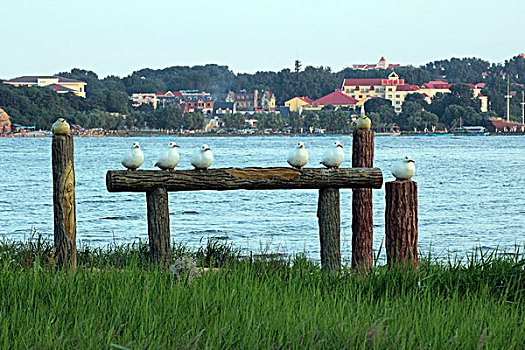 雕塑,海鸥,鸟,大海,度假,夏天,小品,北戴河