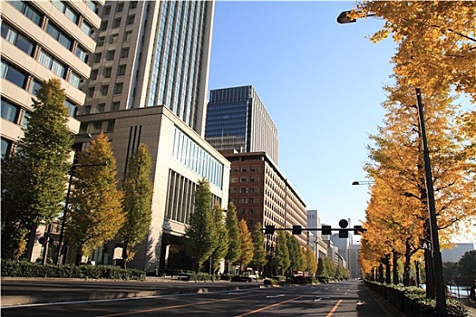 秋叶,道路,东京,日本