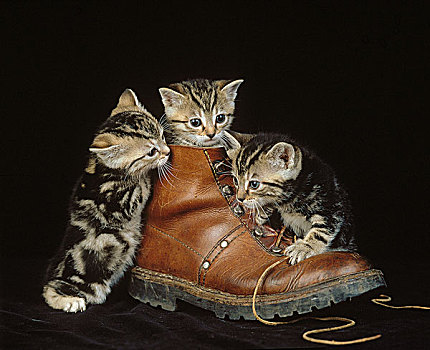 欧洲,褐色,斑猫,生活,猫,小猫,玩,鞋