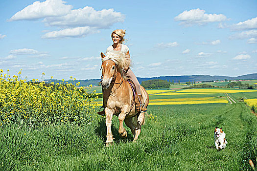 美女,骑,哈福林格马,狗,跑,旁侧,春天,巴伐利亚,德国