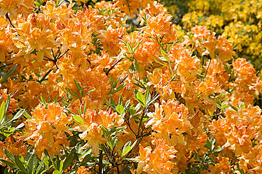 盛开,黄色,杜鹃花属植物,萨克森,德国,欧洲