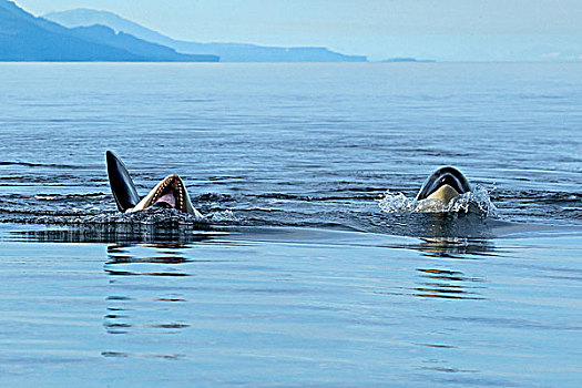 逆戟鲸,嘴,表面,家庭,东南阿拉斯加,夏天