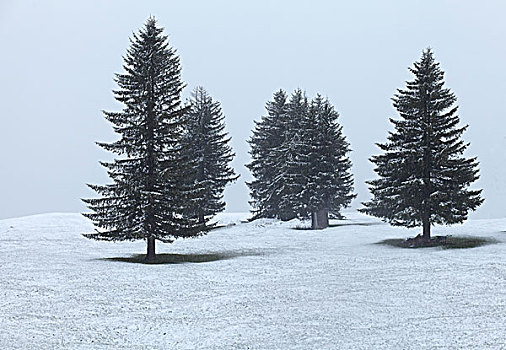 树,雪景