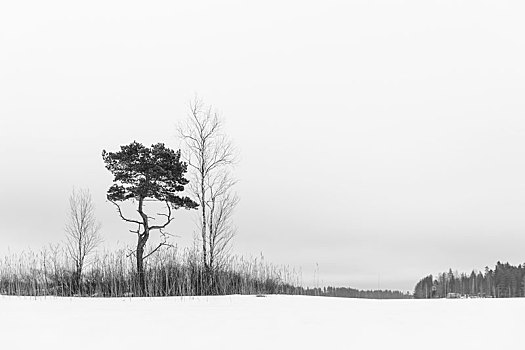 芬兰,区域,风景,雪,树,冬天